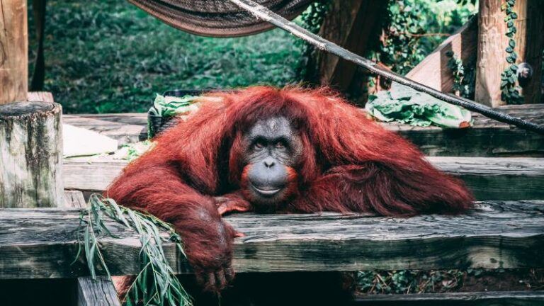 Orang-oetang speelt met zonnebril van bezoeker in dierentuin (video)