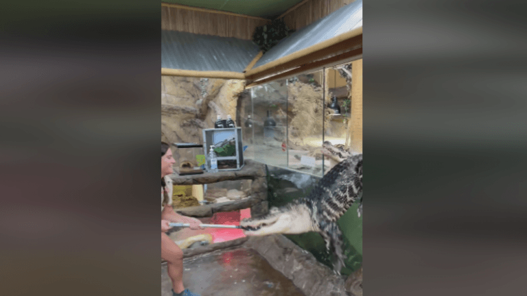 OH NEE! Voedermoment van gigantische alligator gaat angstaanjagend mis (video)