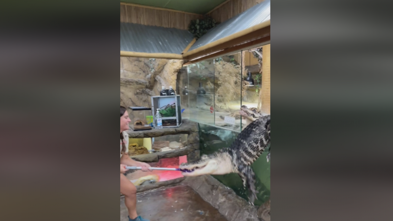 OH NEE! Voedermoment van gigantische alligator gaat angstaanjagend mis (video)