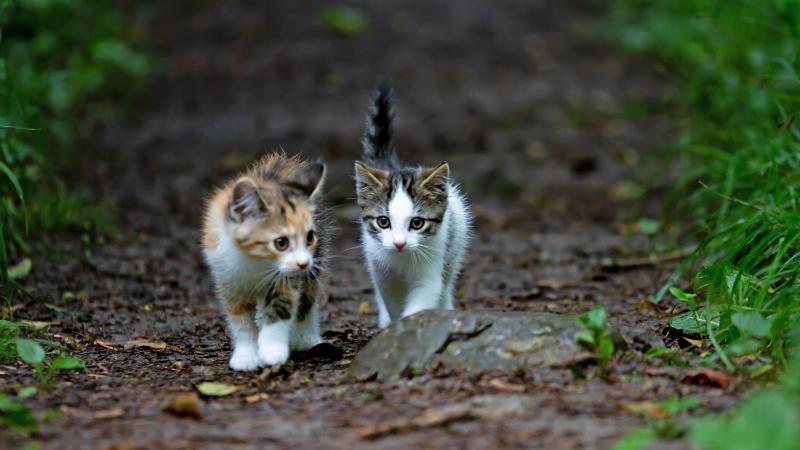Nieuwe kitten? Dit is hoe je jonge huisdier jou ziet