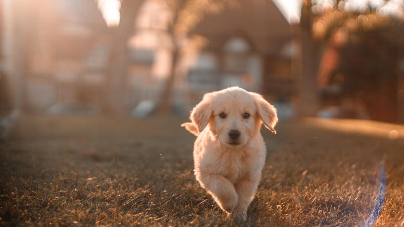 Deze start-up belooft je hond langer te doen leven