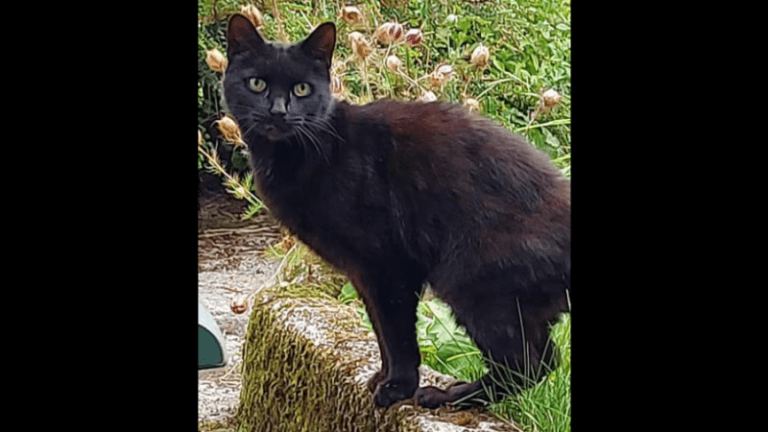 Jankende kater redt baasje (83) uit ravijn: «Held van de dag»