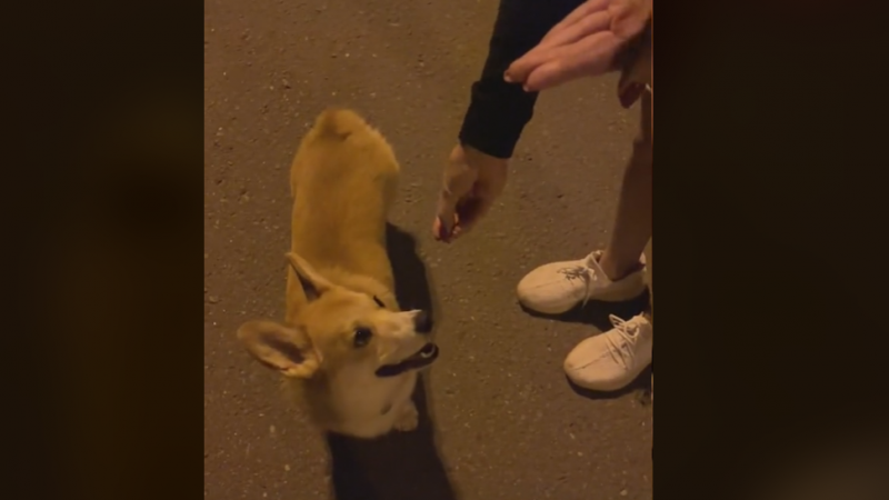 Hilarisch: hond denkt dat hij snoepjes krijgt, maar baasje bedot hem (video)