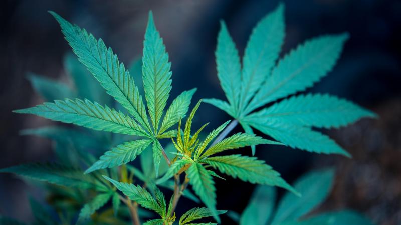 BIZAR. Canadese soldate gaf collega’s spacecake tijdens schietoefening