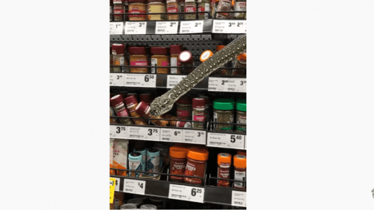 HELP. Enorme slang duikt op tussen kruidenpotjes in Australische supermarkt (video)