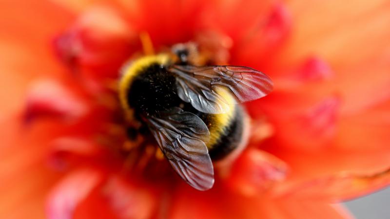 Britse tiener is onafscheidelijk van hommel: «Betty volgt me overal» (video)