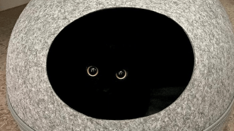 CUTE. Deze zwarte kat verovert Instagram (foto’s)