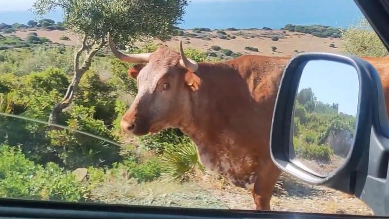 Toerist vraagt de weg aan koe. Haar reactie? Dolkoemisch! (video)