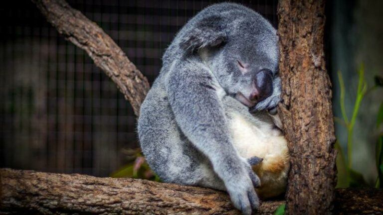 Dit zijn de voor- en nadelen van een powernap