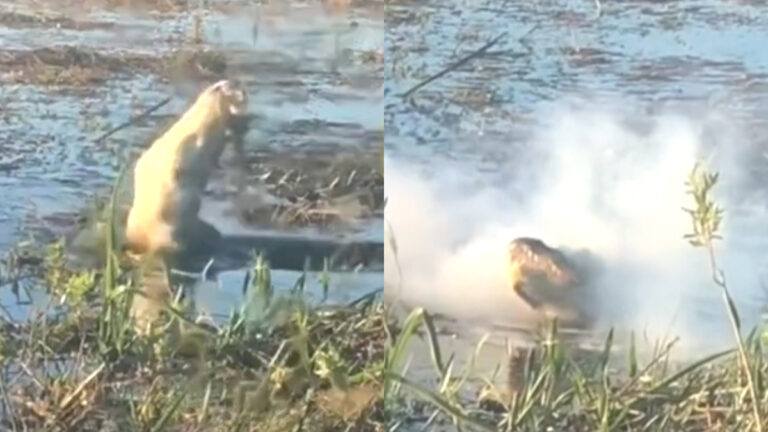 Ze willen met hun drone straffe beelden maken van alligator. Maar dan? HAP! (video)