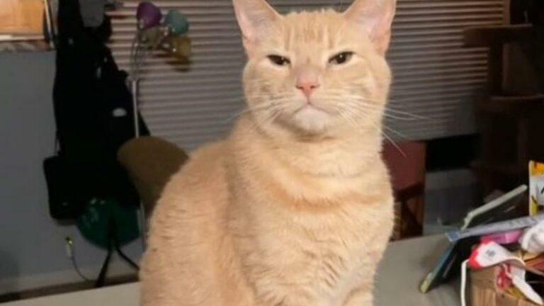HILARISCH! Kat doet alsof hij een mank pootje heeft, maar hij valt al snel door de mand (video)