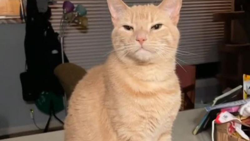 HILARISCH! Kat doet alsof hij een mank pootje heeft, maar hij valt al snel door de mand (video)