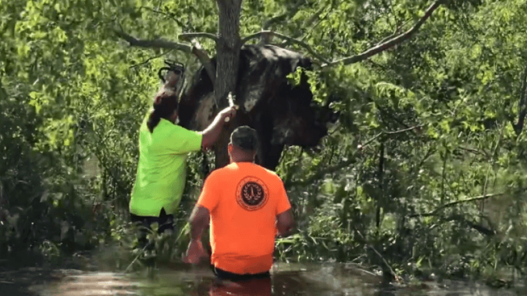 WUT. Koe zit klem in boom na doortocht orkaan Ida (video)