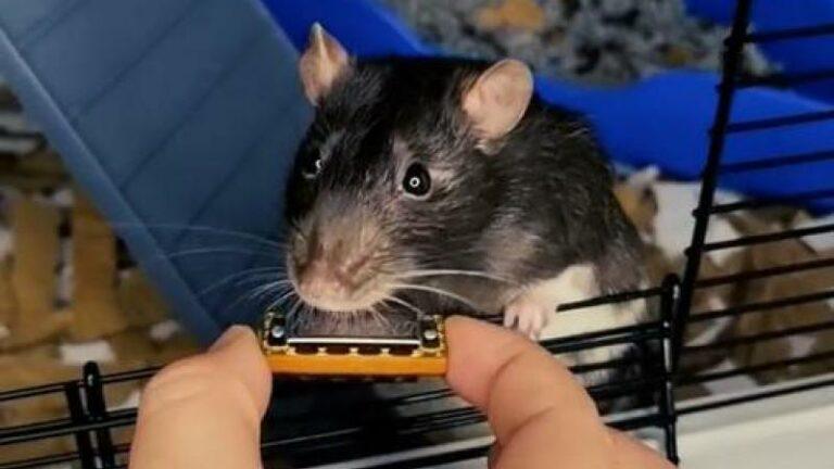 Bizar! Rat brengt single uit op de mondharmonica (video)