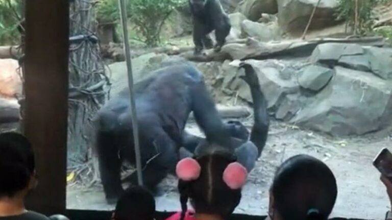 Dierentuinbezoekers gechoqueerd wanneer gorilla’s plots wel héél intiem moment beleven (video)