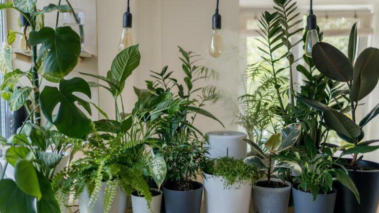 BIZAR. Influencer beweert dat menstruatiebloed wonderen doet voor haar planten
