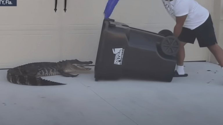 WOW. Vader op slippers vangt alligator met … een vuilbak (video)
