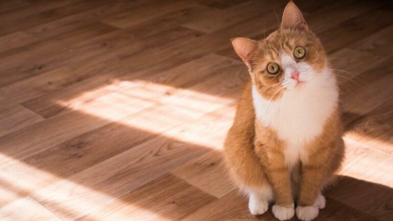 Nieuw bewijs: je kat ziet je liever dan je denkt