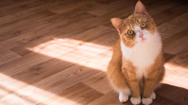 Nieuw bewijs: je kat ziet je liever dan je denkt