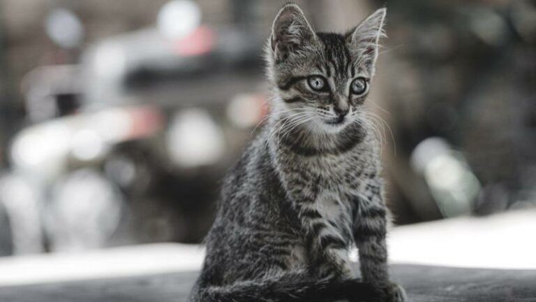WTF. Man schiet buur dood na ruzie over kat