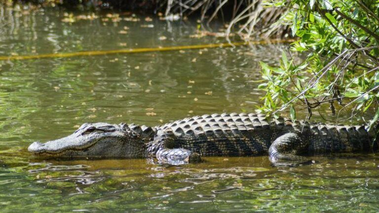 OMG. Alligator achtervolgt man, die moet zwemmen voor zijn leven (video)