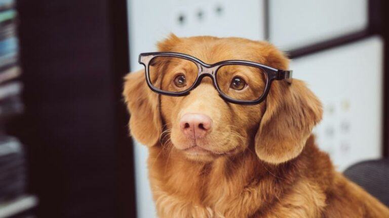 Kan je leren converseren met je hond? Deze studie beweert van wel