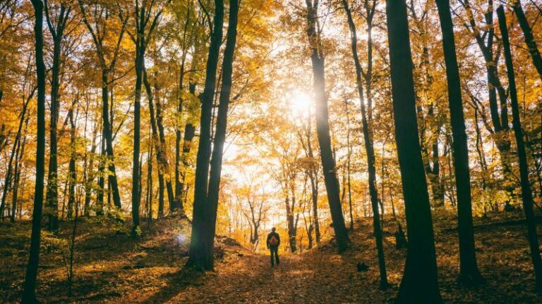 Drie prachtige herfstwandelingen die bereikbaar zijn met de trein