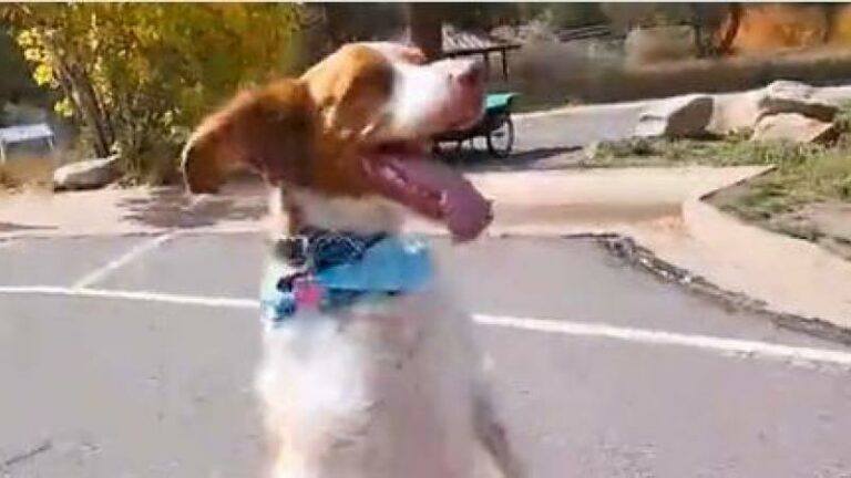 OHHH. TikTok-hond verloor voorpootje in een ongeluk, maar wandelt nu rechtop (video)