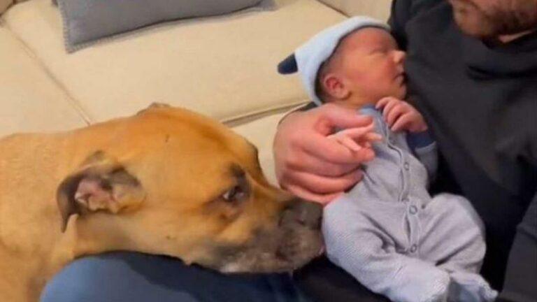 Hond die baby voor het eerst ziet, doet harten smelten: «Ik krijg er tranen van in mijn ogen» (video)