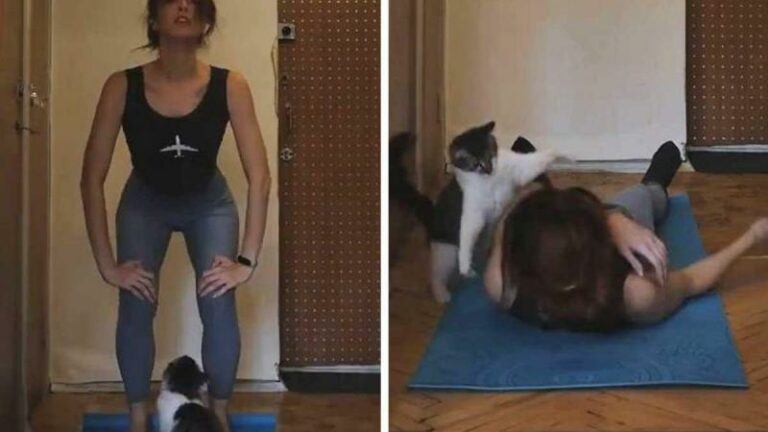 Vrouw doet yoga-oefeningen, maar kat is daar absoluut NIET mee gediend (video)