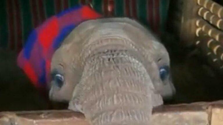 SCHATTIG. Baby-olifantje speelt ‘kiekeboe’ en het is hartverwarmend (video)