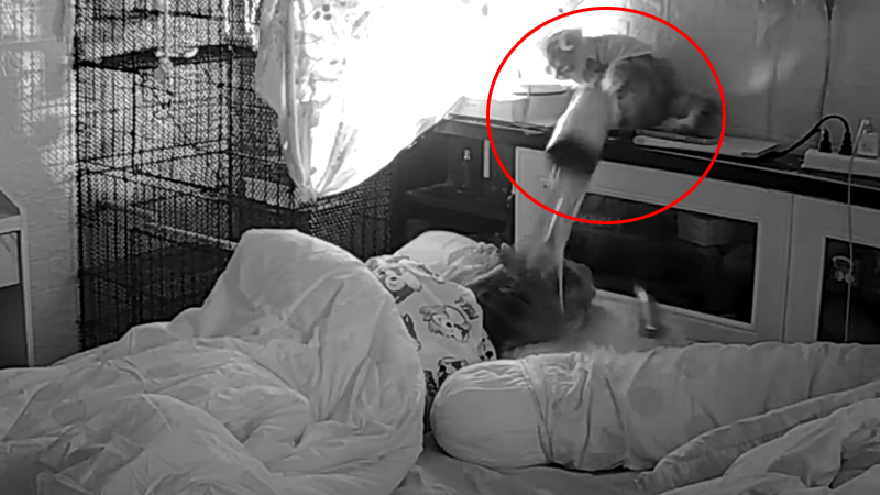 Dame ligt rustig te slapen. Maar wanneer haar kat op wandel gaat? KLETSNAT! (video)