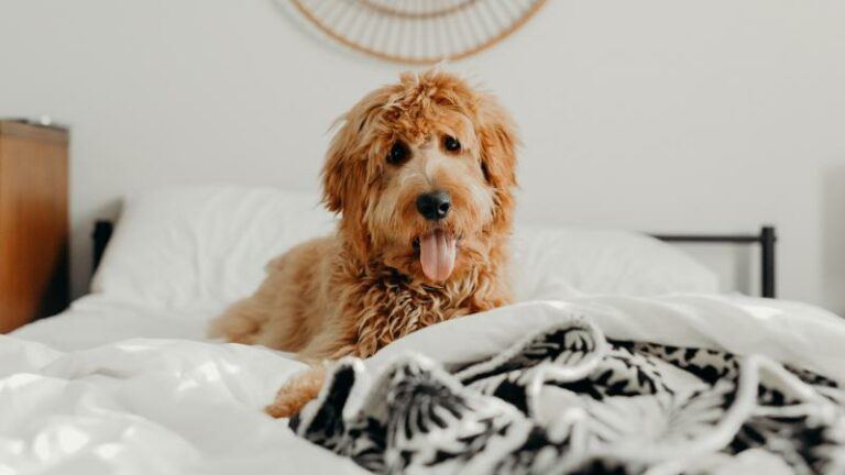 Slapen met je huisdier in bed kan gevaarlijk zijn