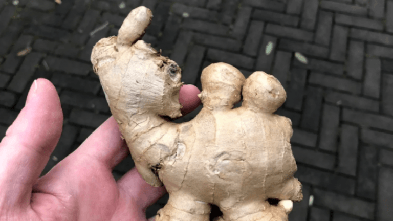 Na cavia-chip nu gemberkameel op Marktplaats: «Hoogste bod 2.060 euro»