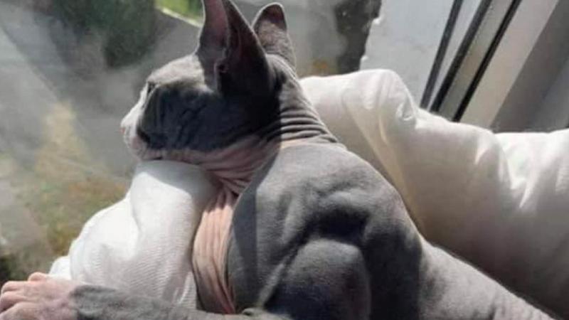 BIZAR. Kat die door een zeldzame ziekte eruit ziet als een bodybuilder gaat viraal (foto)
