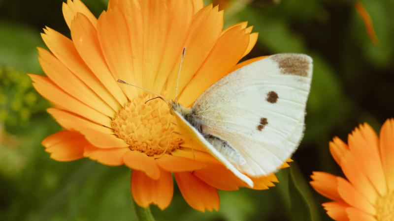 Tegen menstruatiepijn en voor een zachte huid: Dit is waarom de calendula-bloem een must-have is