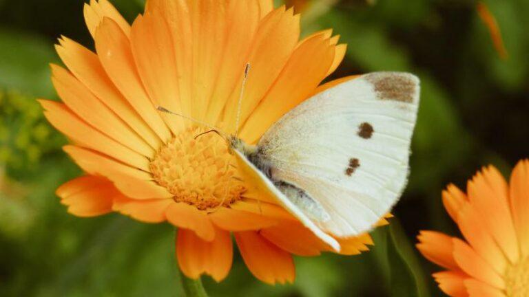 Tegen menstruatiepijn en voor een zachte huid: Dit is waarom de calendula-bloem een musthave is