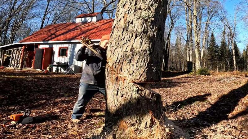 Man hakt boom om naast huis, maar mag van héél veel geluk spreken! (video)
