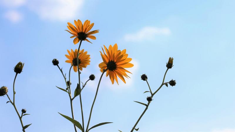 Vijf natuurlijke producten voor je thuisapotheek