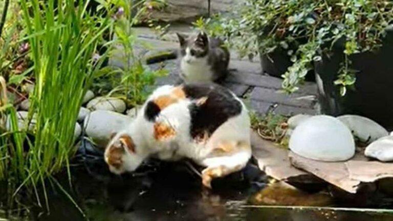 Ondeugende kitten duwt kat van buren in vijver: «Zo schattig, maar duivels!» (video)