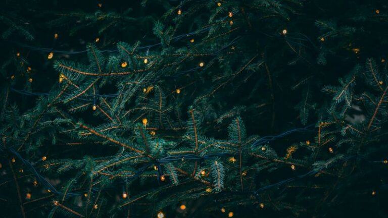 OMG. Familie zet kerstboom op, maar ontdekt plots DIT dodelijke dier tussen de slingers (video)