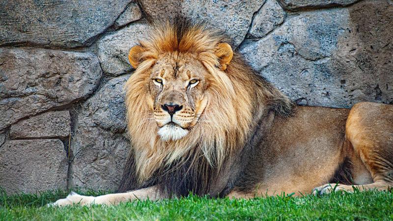 BIZAR. Dierentuin vaccineert leeuwen en tijgers tegen coronavirus