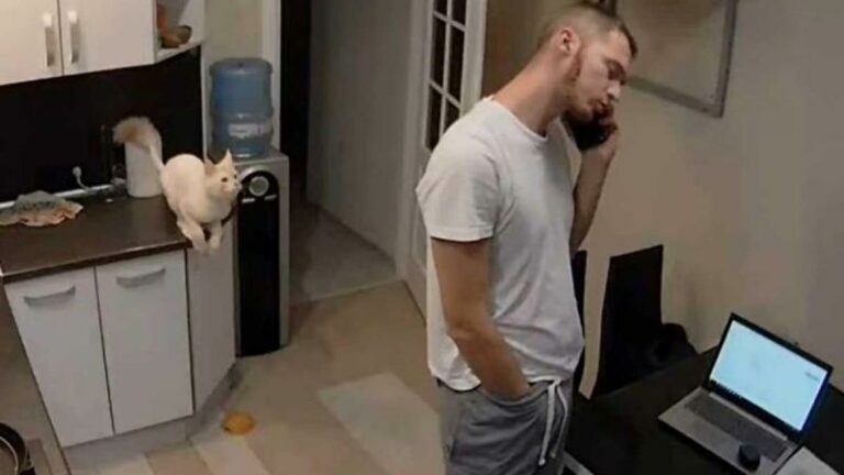 Kat springt op baasje, die het uitschreeuwt: «Je kan de pijn gewoonweg voelen» (video)