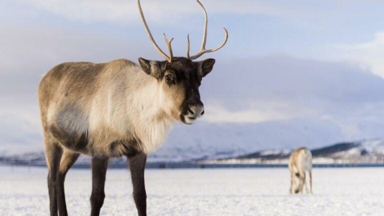 Klimaatverandering drijft rendieren van Lapland naar zuiden op zoek naar voedsel