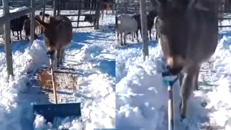 HANDIG: Behulpzame ezel helpt baasje met ruimen van sneeuw (video)