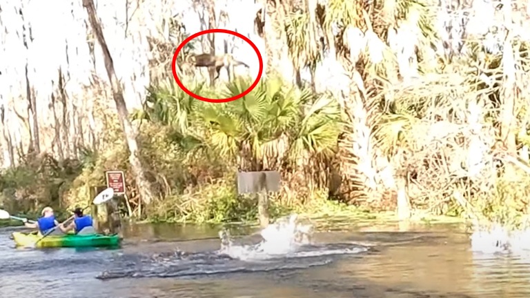 Kajakkers kunnen hun ogen niet geloven wanneer het plots ‘aapjes regent’! (video)