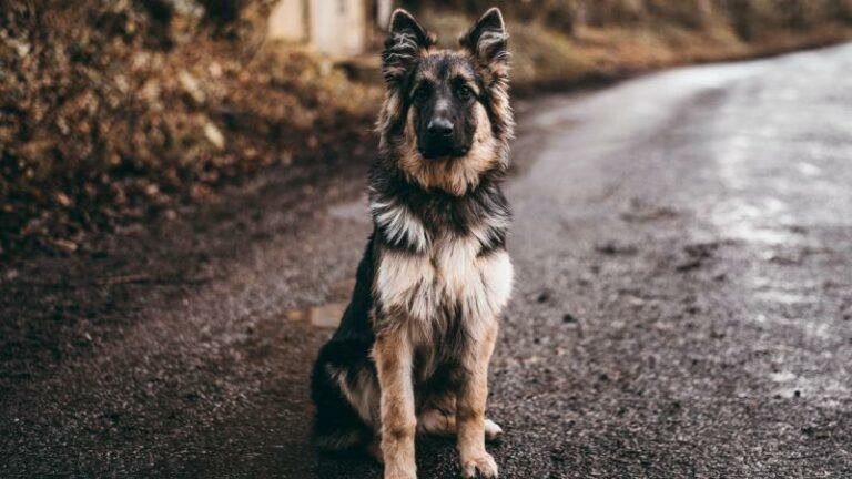 WOW. Hond leidt politie naar gewond en onderkoeld baasje in VS