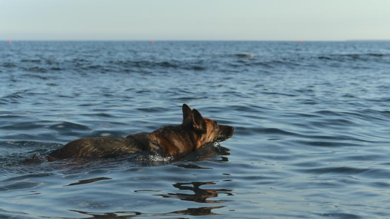 BIZAR. Britse hond dreigt te verdrinken tot redders DIT aan een drone vasthangen