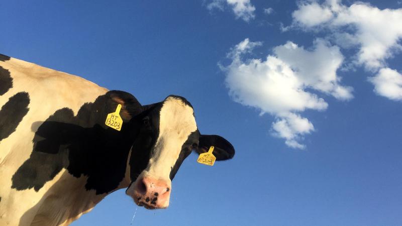 BIZAR. Experts twijfelen aan nut van VR-bril voor koeien