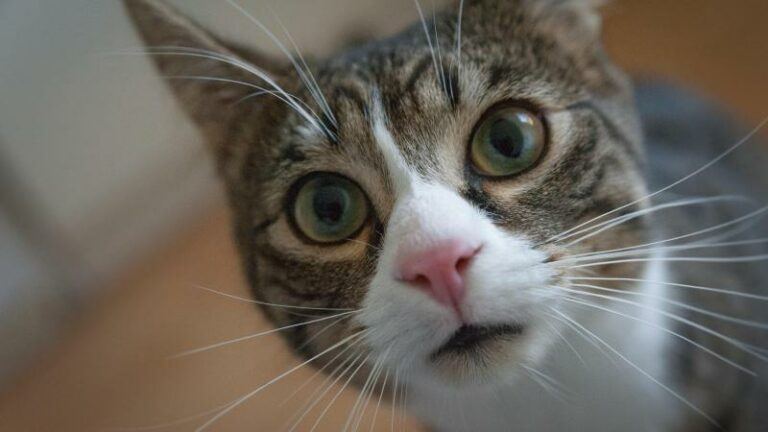 BEWEZEN: Hersenen van katten krompen aanzienlijk nadat ze gezelschapsdier werden van mens